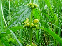 Lamium galeobdolon, Goldnessel