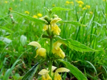 Lamium galeobdolon, Goldnessel