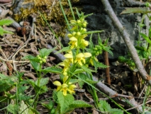 Lamium galeobdolon, Goldnessel