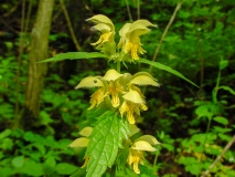 Lamium galeobdolon, Goldnessel