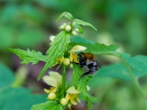 Lamium galeobdolon, Goldnessel