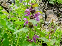 Lamium maculatum, Gefleckte Taubnessel