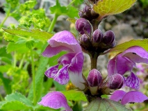 Lamium maculatum, Gefleckte Taubnessel