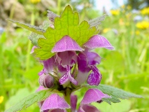 Lamium maculatum, Gefleckte Taubnessel