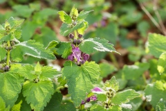 Lamium maculatum, Gefleckte Taubnessel