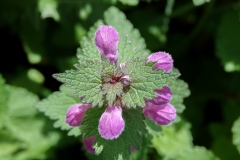 Lamium maculatum, Gefleckte Taubnessel