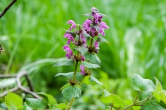 Lamium maculatum, Gefleckte Taubnessel