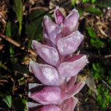 Lathraea squamaria, Schuppenwurz