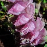 Lathraea squamaria, Schuppenwurz