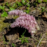 Lathraea squamaria, Schuppenwurz