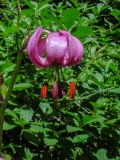 Lilium martagon, Türkenbund