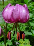 Lilium martagon, Türkenbund