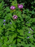 Lilium martagon, Türkenbund