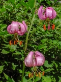 Lilium martagon, Türkenbund