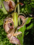 Lilium martagon, Türkenbund