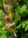 Lilium martagon, Türkenbund