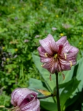 Lilium martagon, Türkenbund