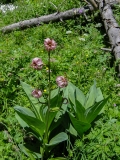 Lilium martagon, Türkenbund