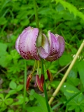 Lilium martagon, Türkenbund