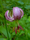 Lilium martagon, Türkenbund