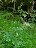 Lilium martagon, Türkenbund