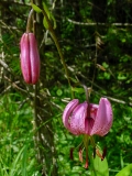 Lilium martagon, Türkenbund