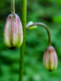 Lilium martagon, Türkenbund