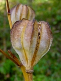 Lilium martagon, Türkenbund