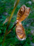 Lilium martagon, Türkenbund