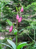 Lilium martagon, Türkenbund