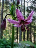 Lilium martagon, Türkenbund