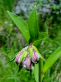 Lilium martagon, Türkenbund