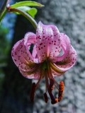 Lilium martagon, Türkenbund