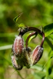 Lilium martagon, Türkenbund