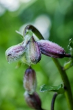 Lilium martagon, Türkenbund