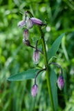 Lilium martagon, Türkenbund