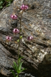 Lilium martagon, Türkenbund