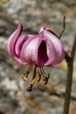 Lilium martagon, Türkenbund