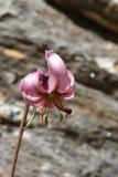 Lilium martagon, Türkenbund