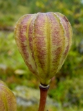 Lilium martagon, Türkenbund