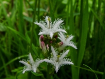 Menyanthes trifoliata, Fieberklee