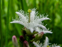 Menyanthes trifoliata, Fieberklee