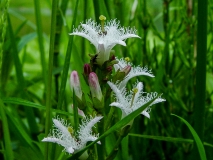 Menyanthes trifoliata, Fieberklee