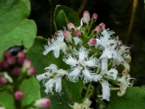 Menyanthes trifoliata, Fieberklee