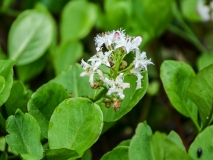 Menyanthes trifoliata, Fieberklee