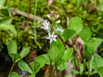 Menyanthes trifoliata, Fieberklee