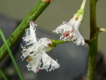 Menyanthes trifoliata, Fieberklee