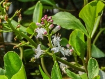 Menyanthes trifoliata, Fieberklee