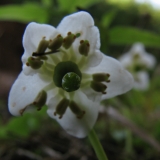 Moneses uniflora, Moosauge