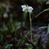 Moneses uniflora, Moosauge